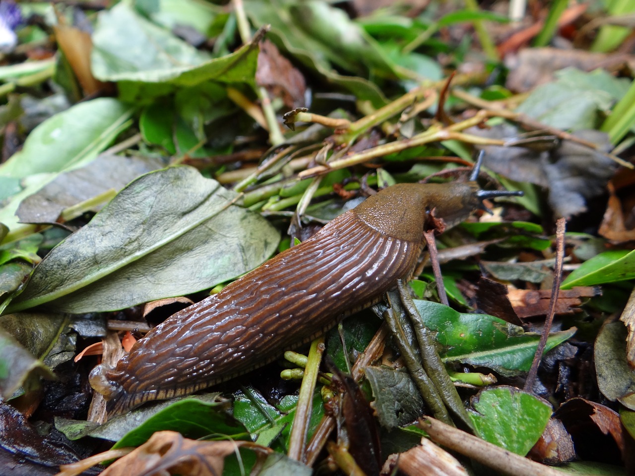 garden slug snail free photo