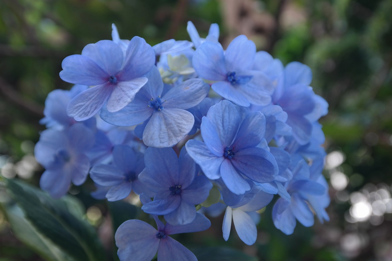 garden hornamental plant lilaz free photo