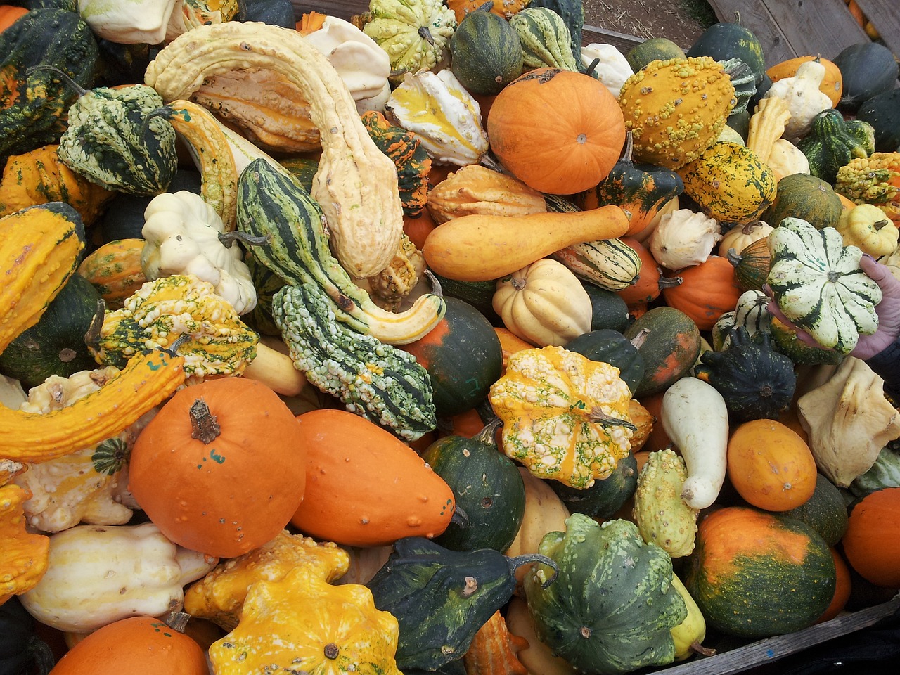 garden pumpkin vegetables free photo