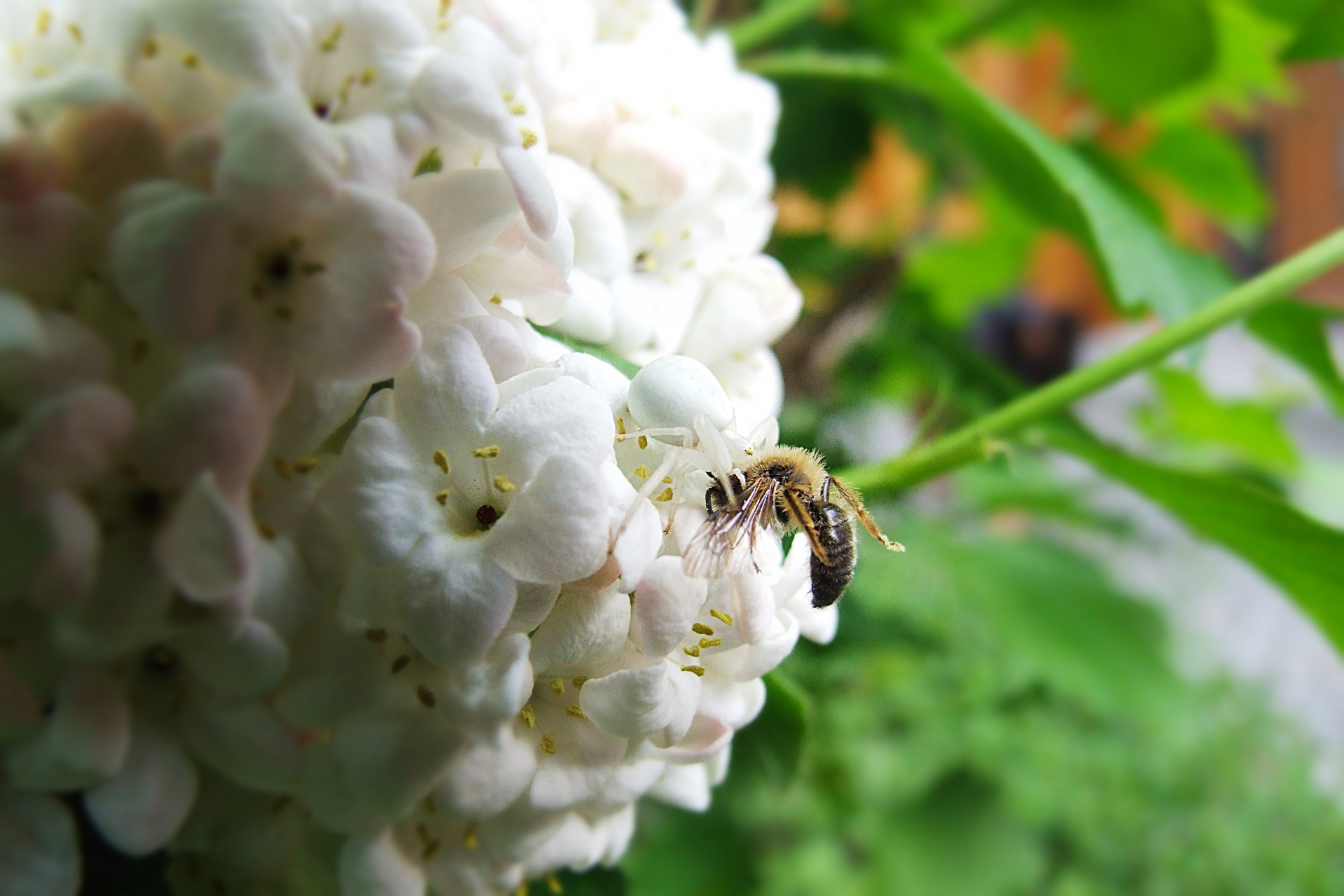 spider garden garden and spider free photo