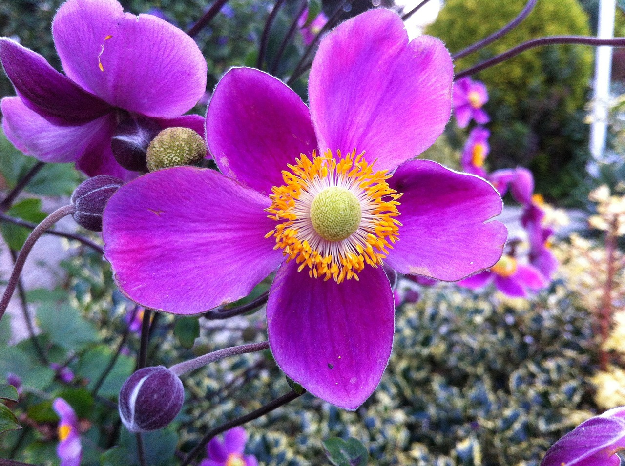 garden anemone perennial garden plant free photo