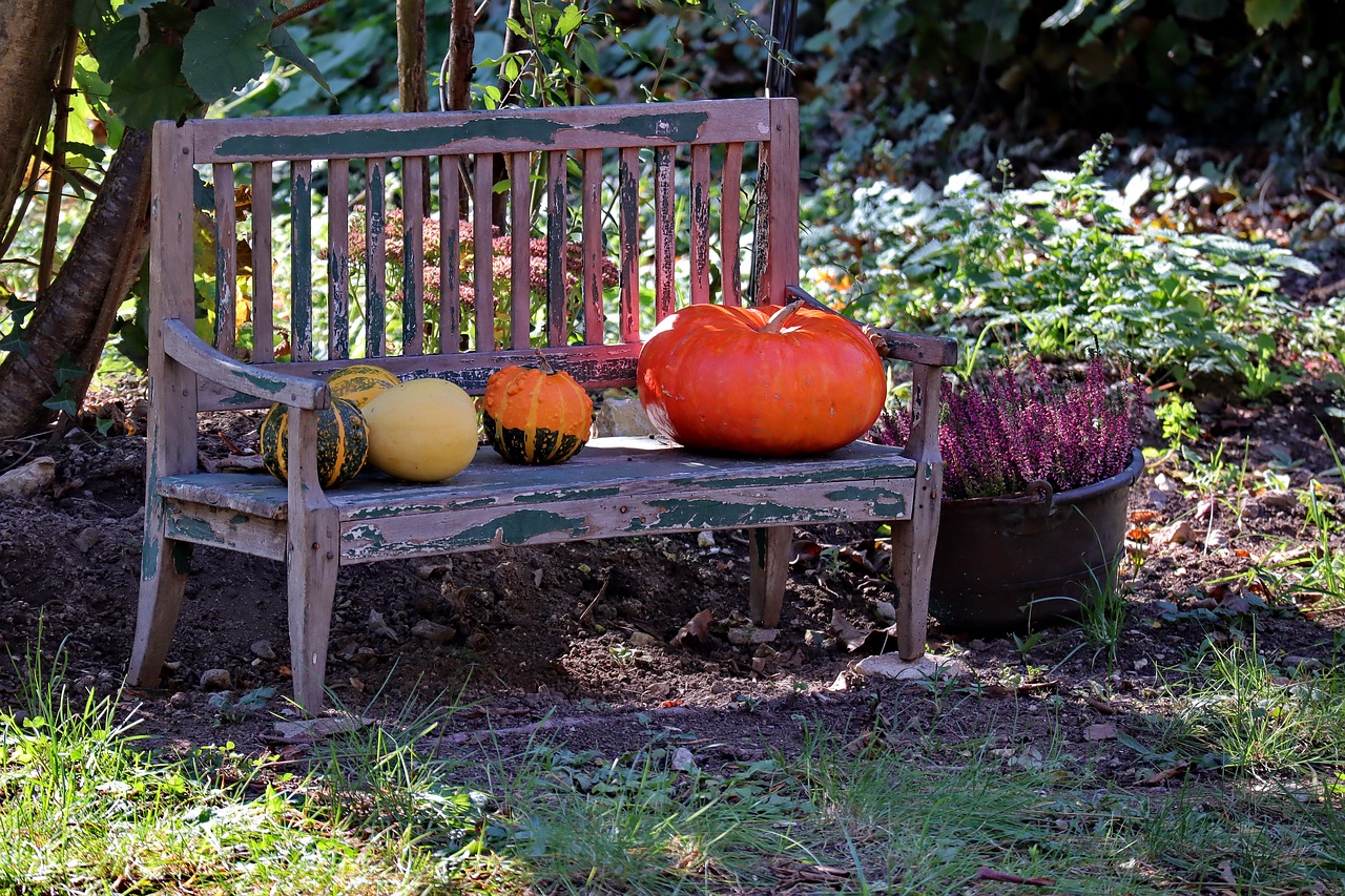 garden bench  autumn  pumpkin free photo