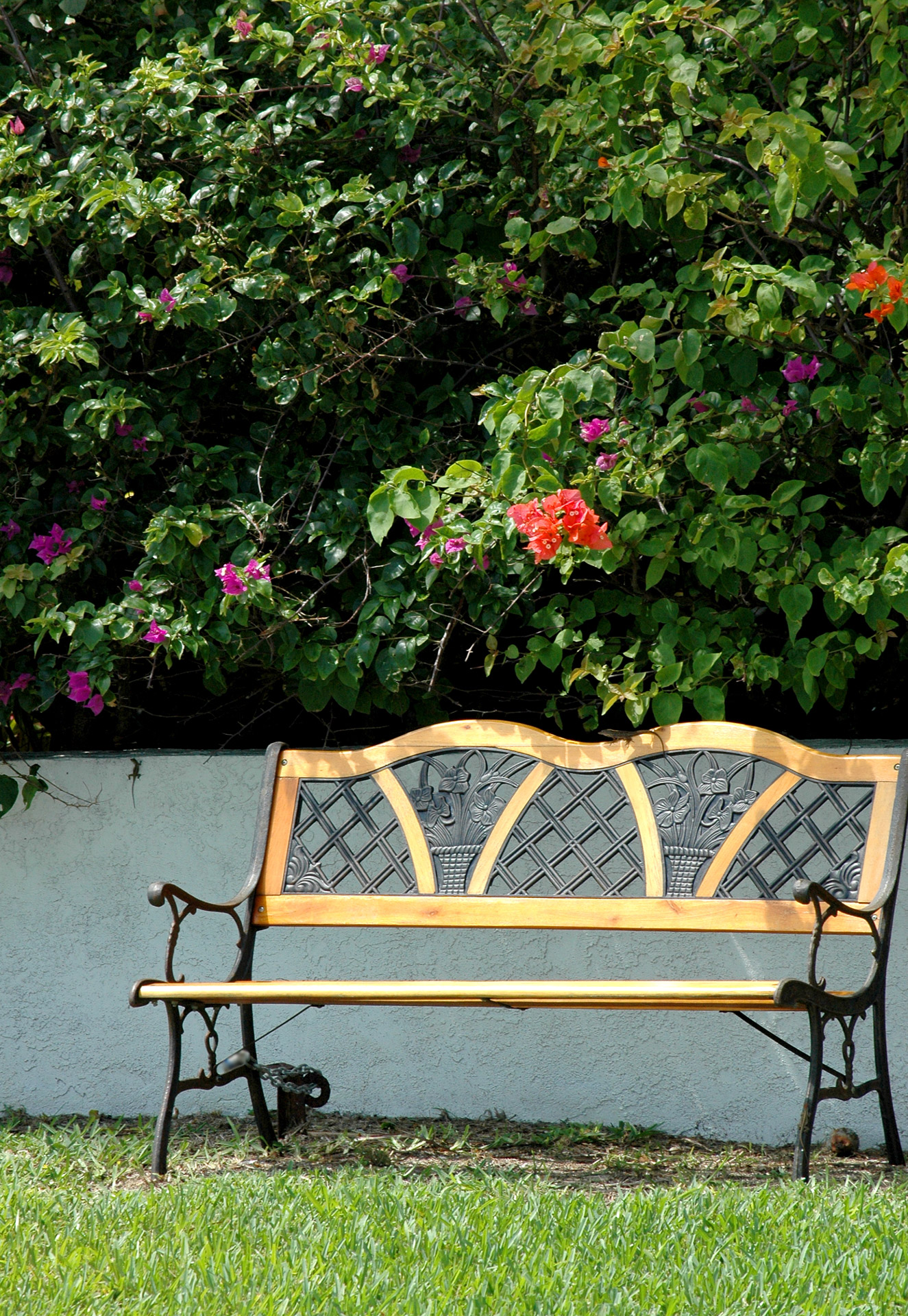 garden bench bougainvillea free photo