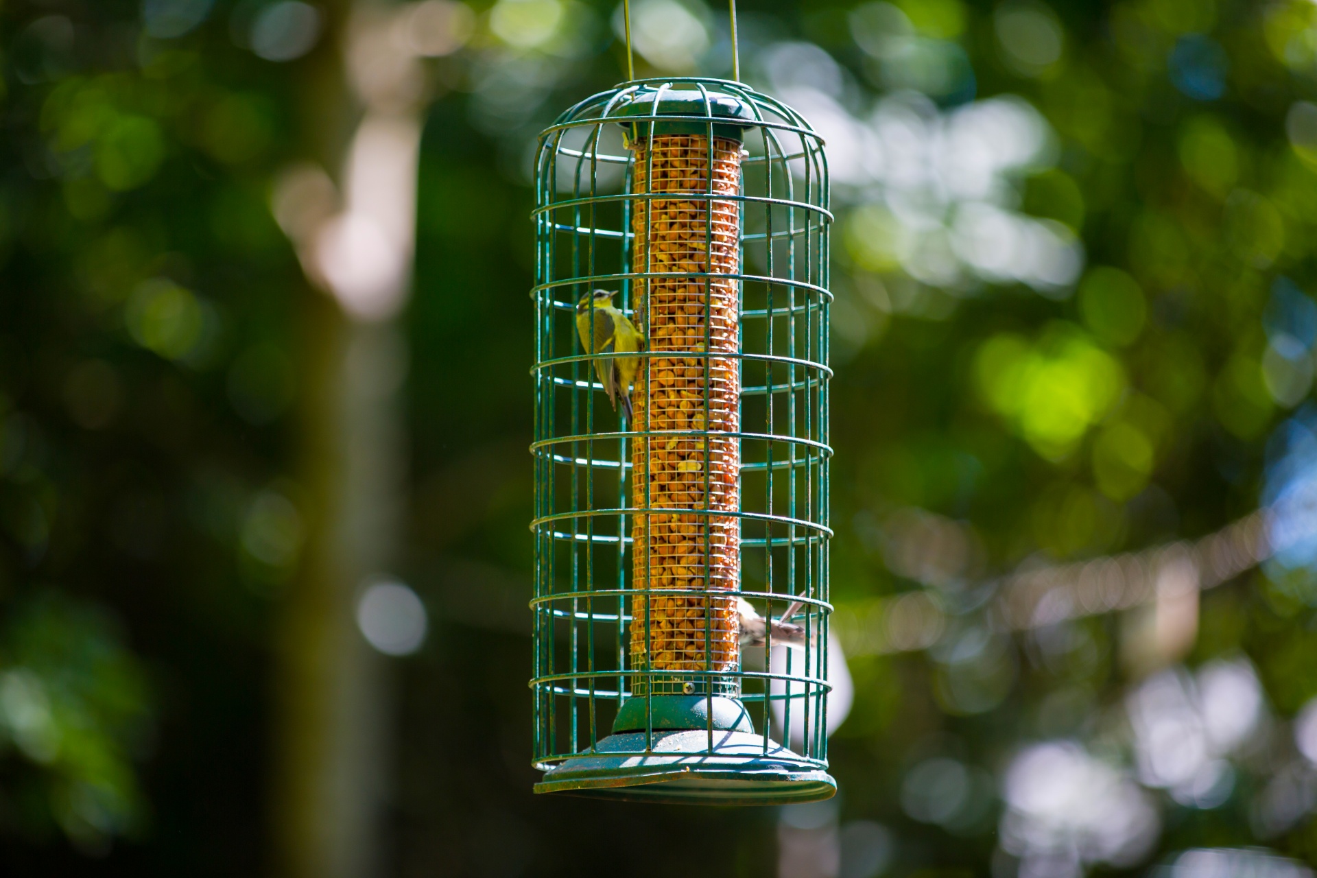 bird feeder wild free photo