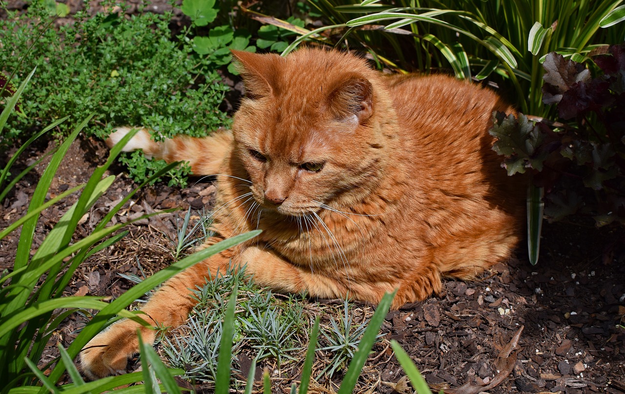 garden cat guarding cat free photo