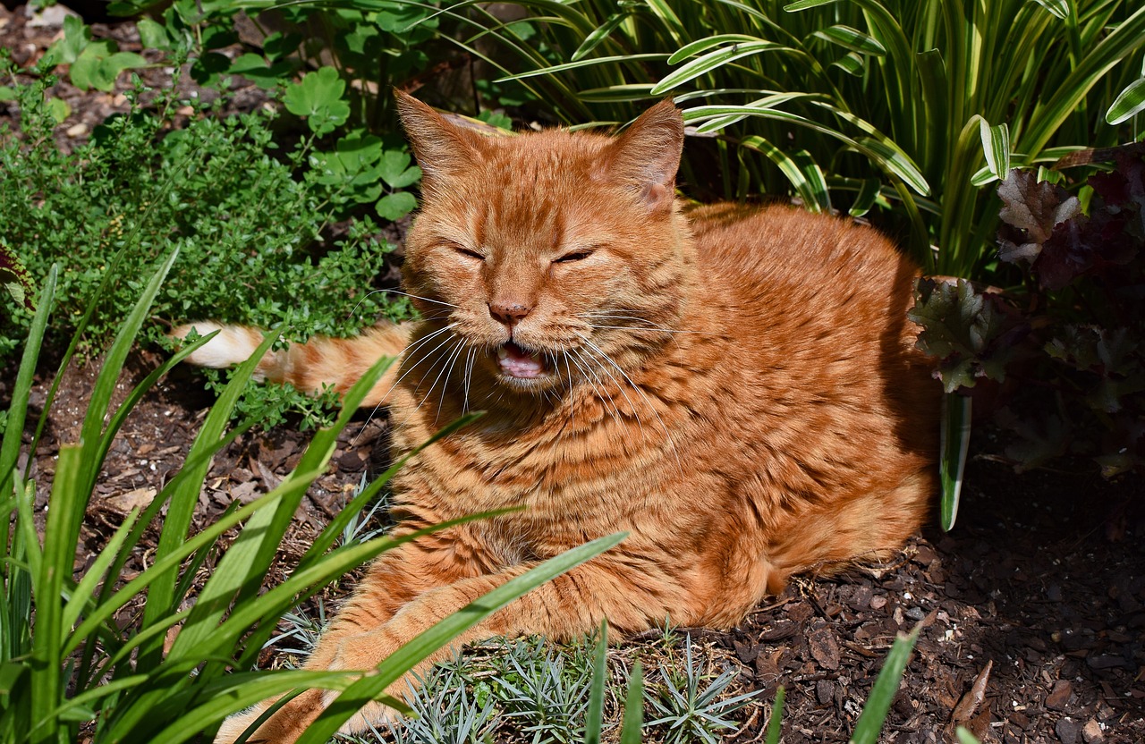 garden cat about to yawn cat free photo