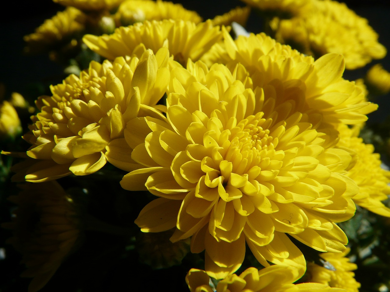 garden chrysanthemum chrysanthemum grandifloraum dendranthema grandiflorum free photo