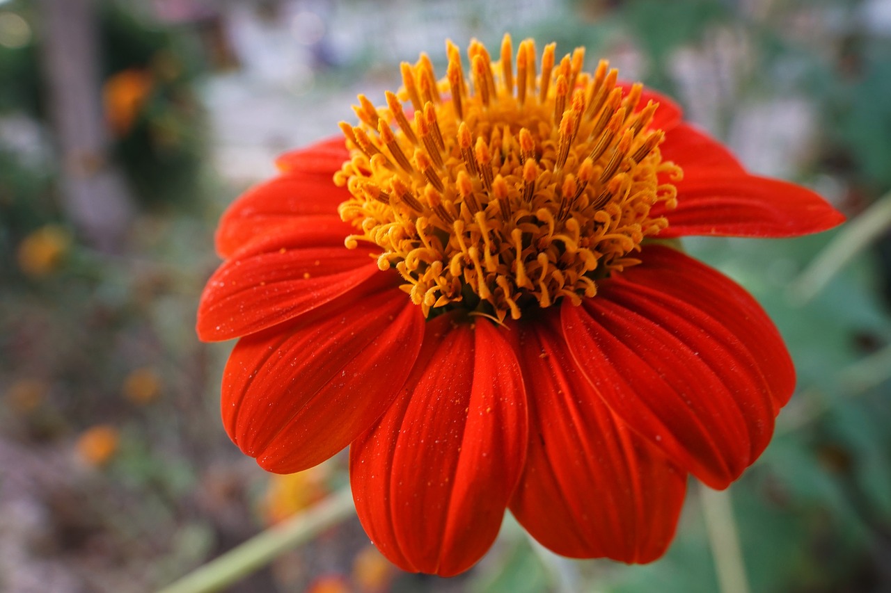 garden dahlia  dahlia  bright free photo