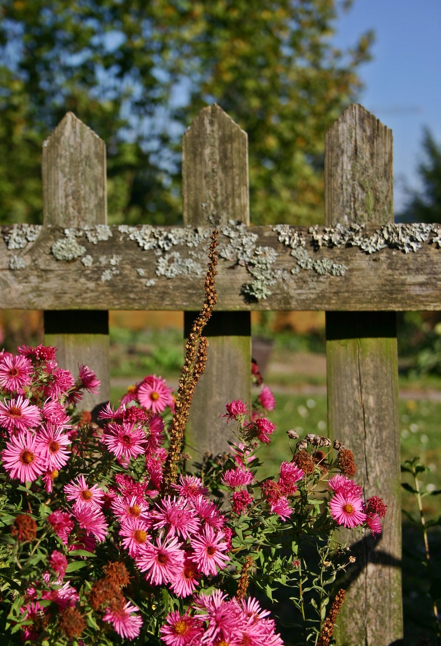 garden fence fence aster free photo