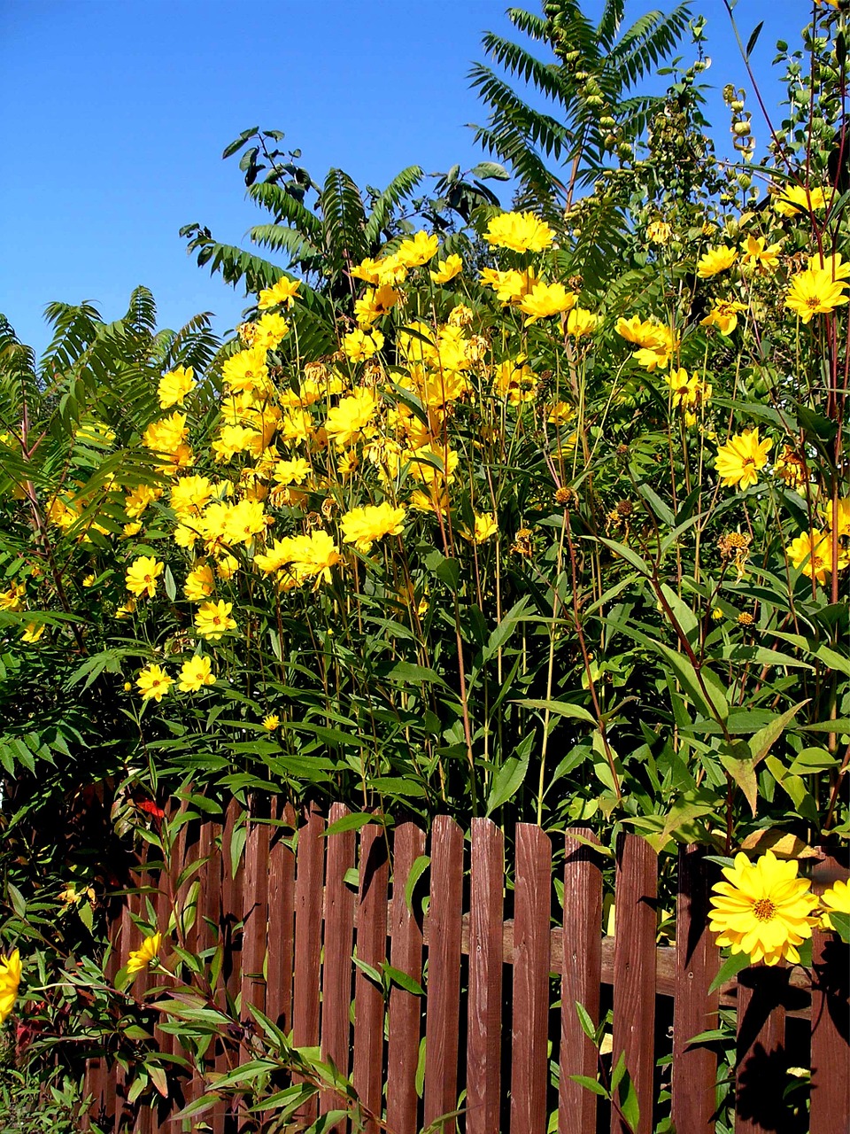 garden fence summer flora free photo