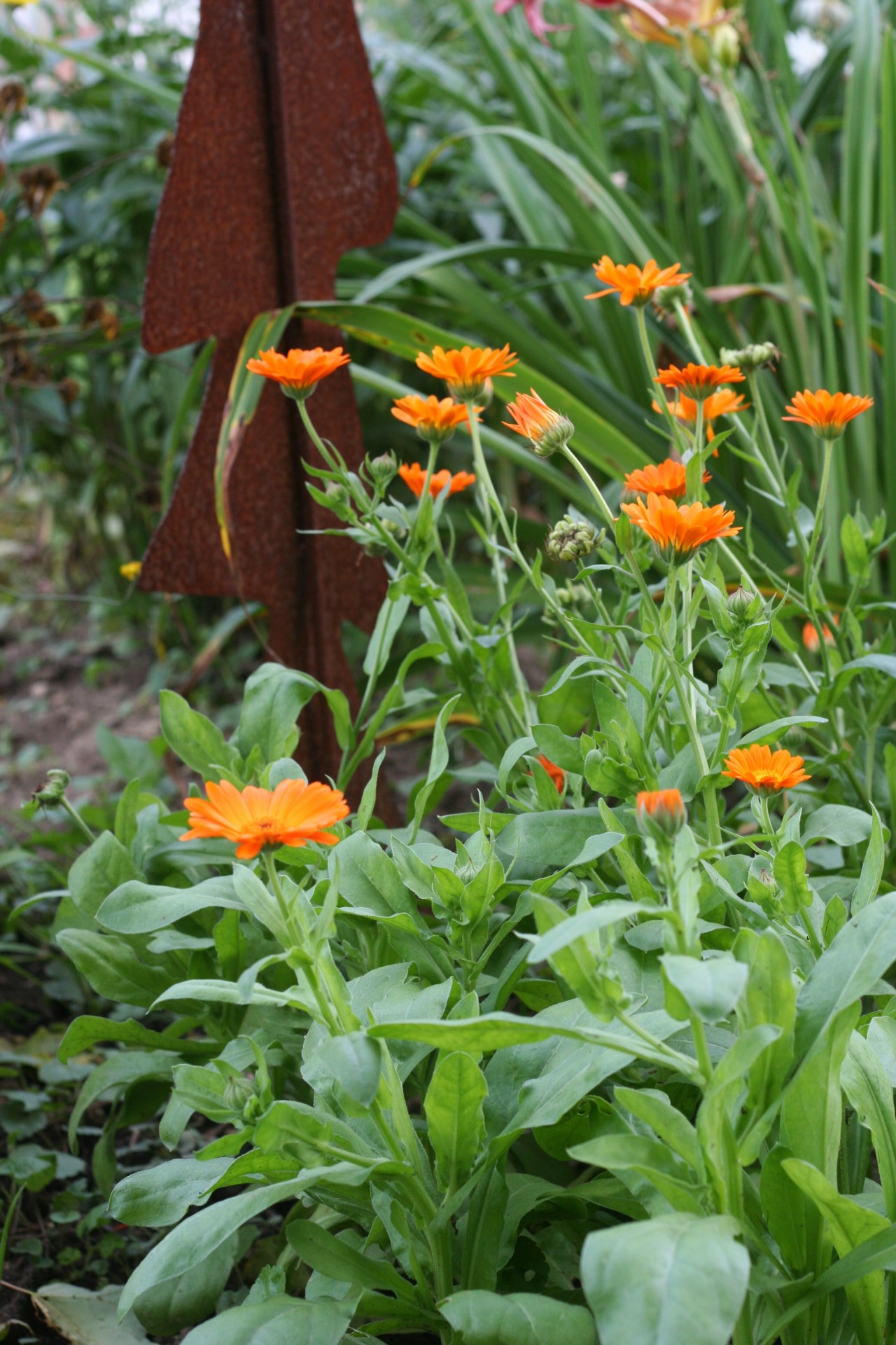 orange flower calendula garden free photo