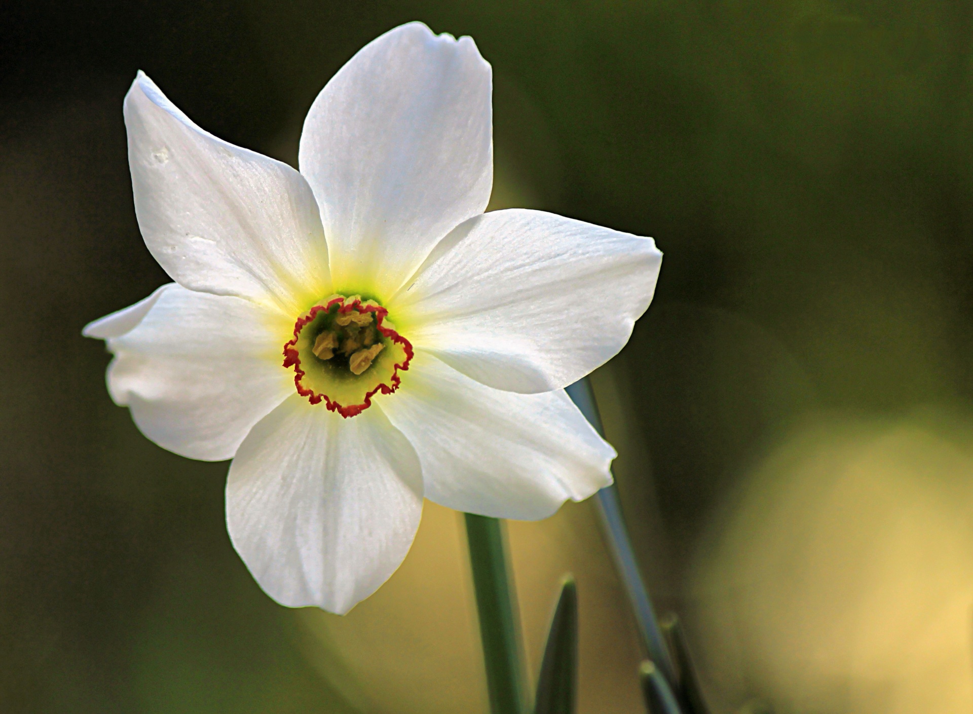 flower petals white free photo