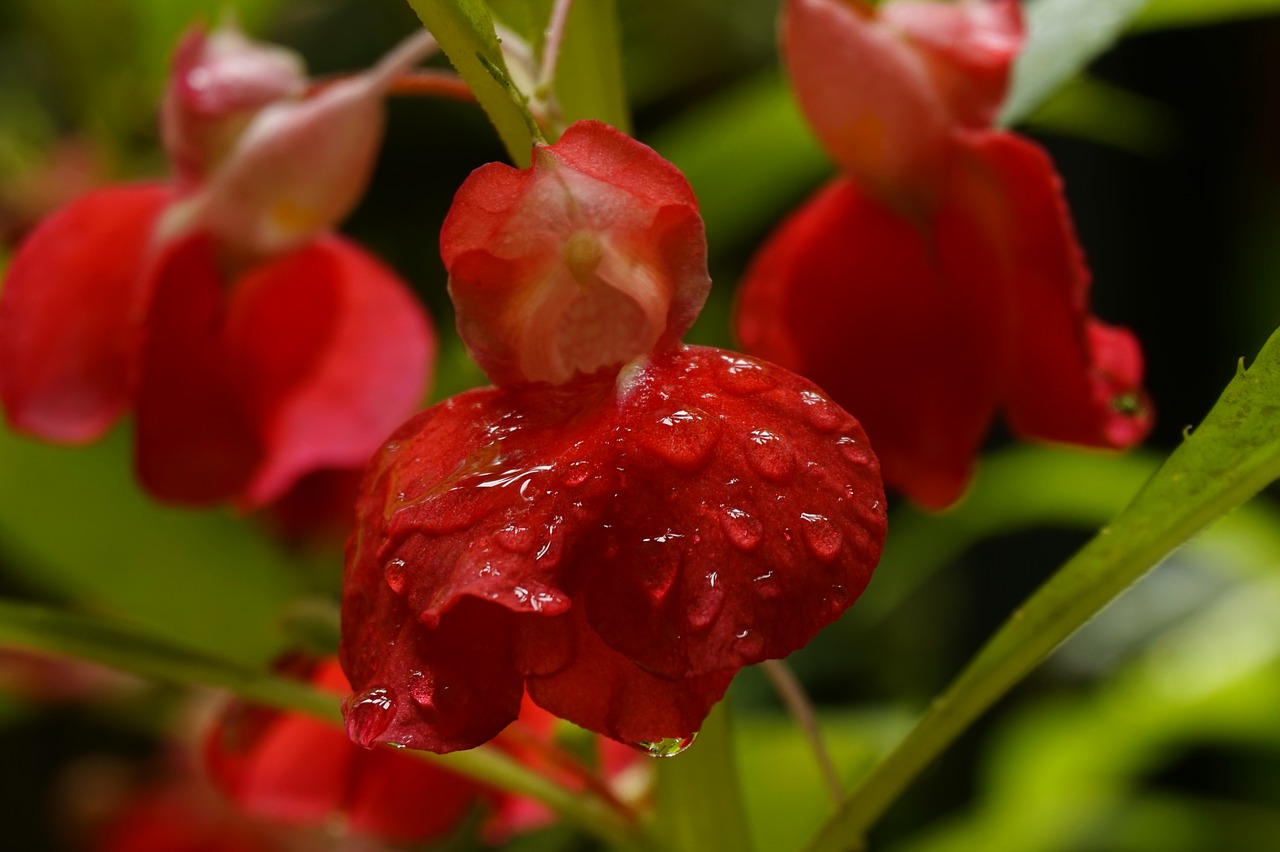 garden flower orchid flower free photo