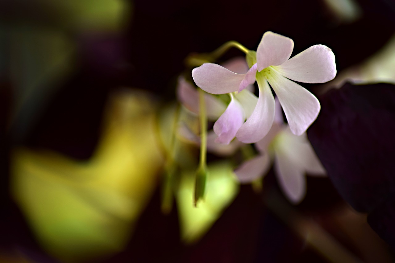 garden flower  summer  flower free photo