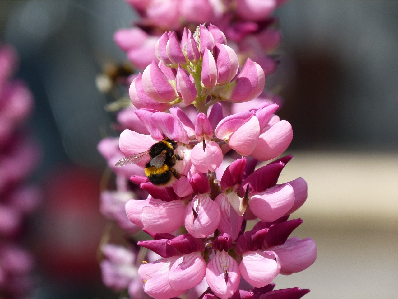 garden flower bumble bee pollen free photo