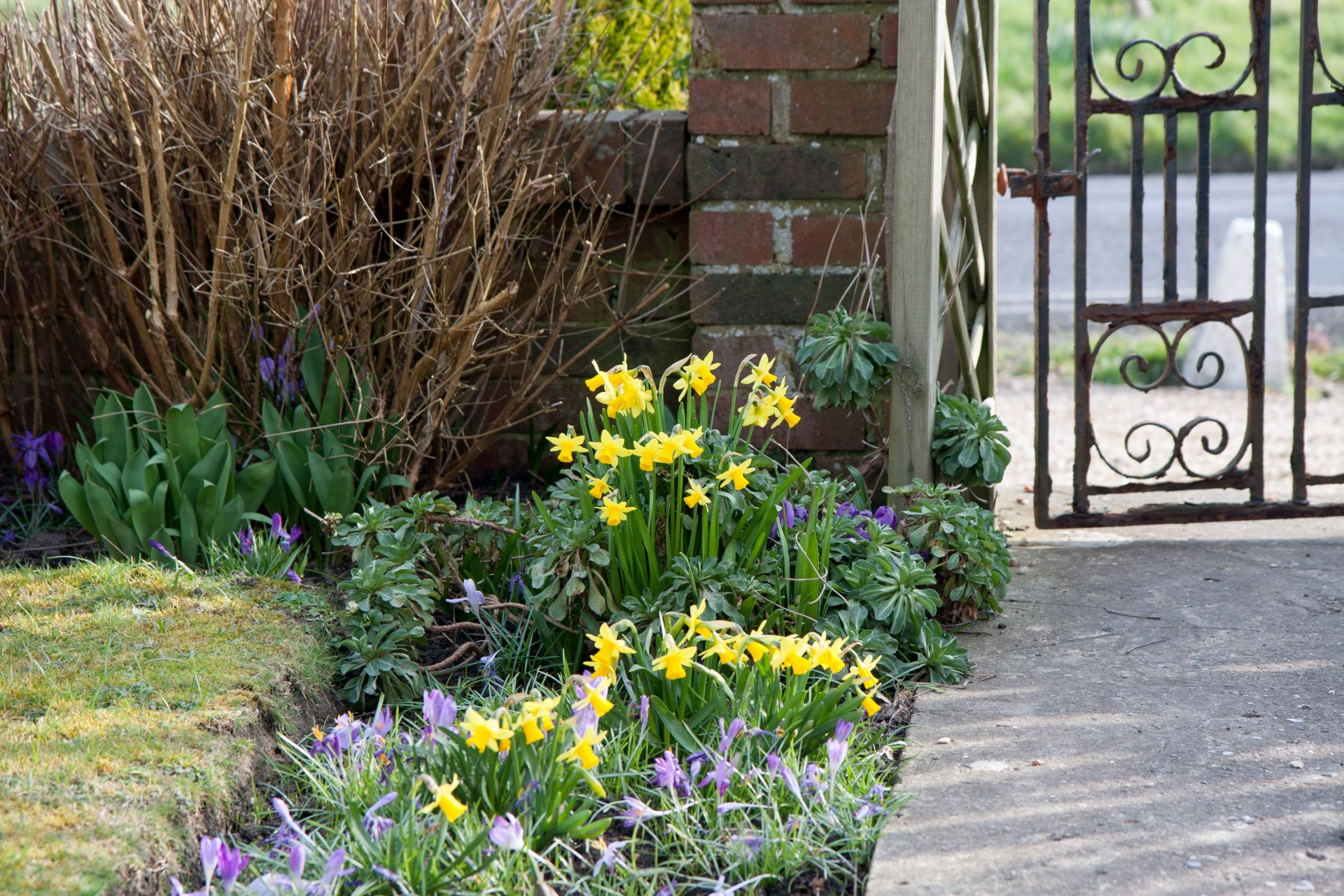 garden flowers daffodils free photo