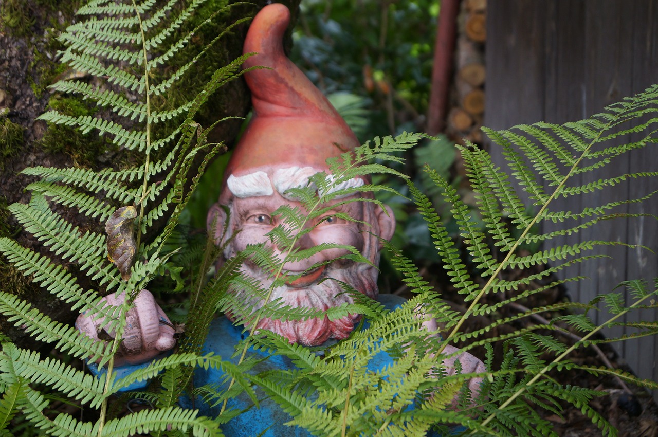 garden gnome hidden fern free photo