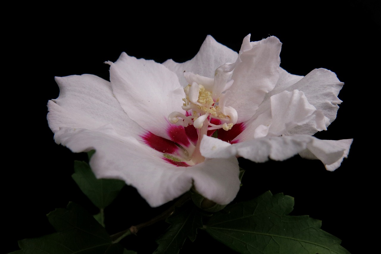 garden hibiscus  hibiscus syriacus  speciosus free photo