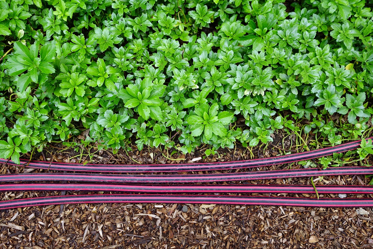 garden hose garden hoses  hose  irrigation free photo