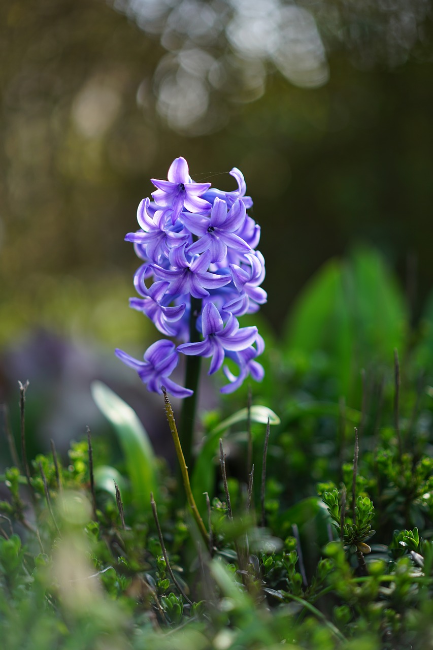 garden hyacinth flower blossom free photo