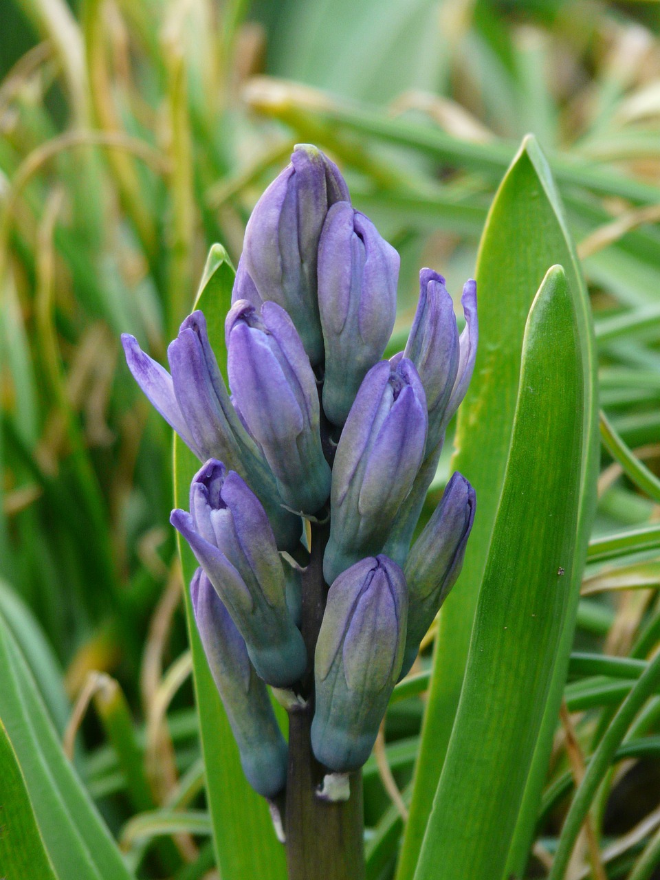 garden hyacinth hyacinthus orientalis hyacinth free photo