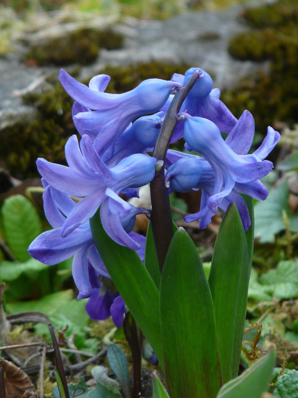 garden hyacinth hyacinthus orientalis hyacinth free photo