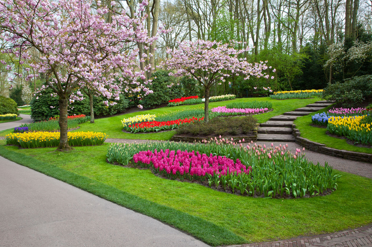 blossom trees color free photo