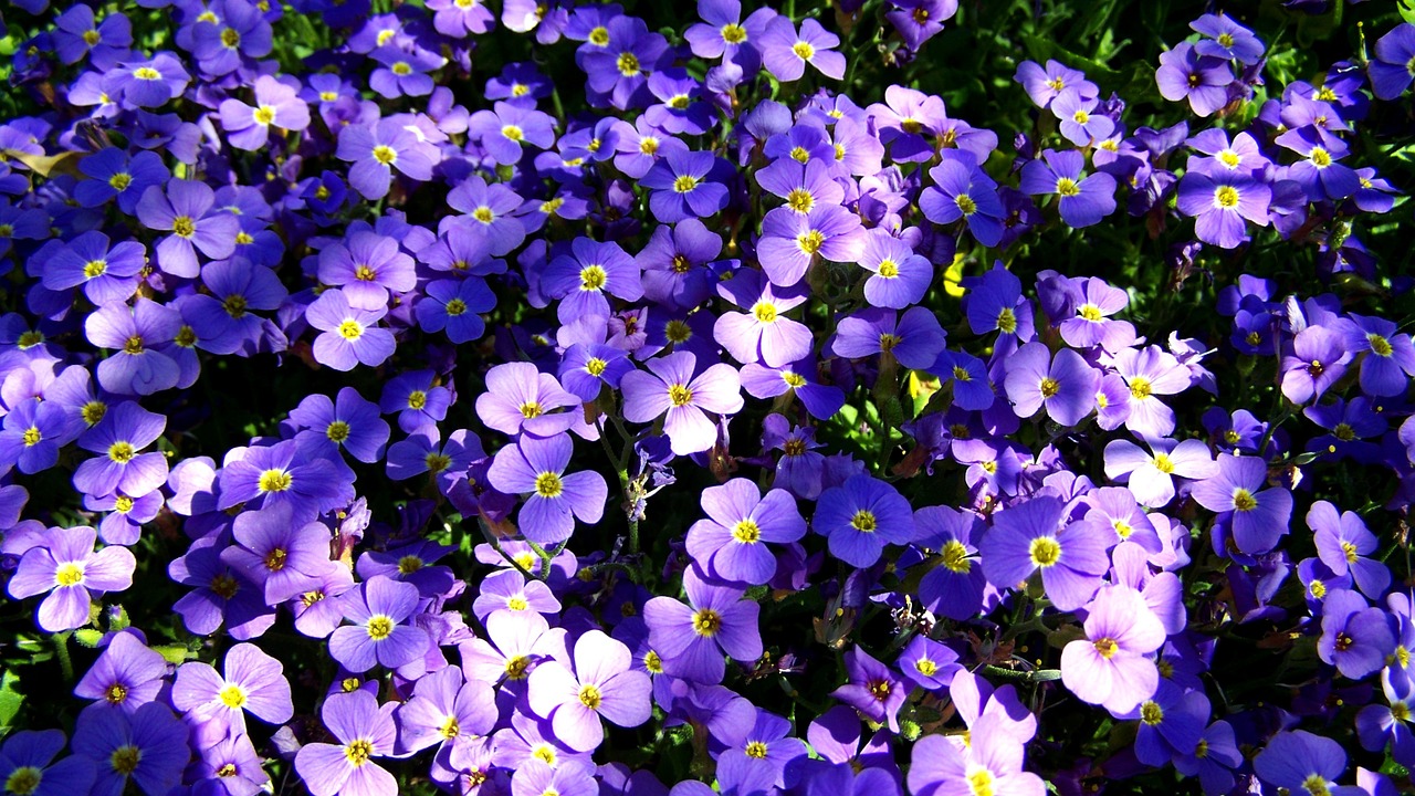 garden lawn for viola purple flowers spring free photo