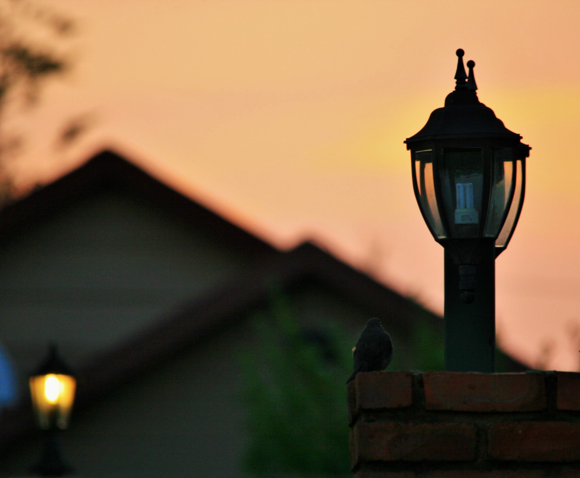 light lamps standing free photo