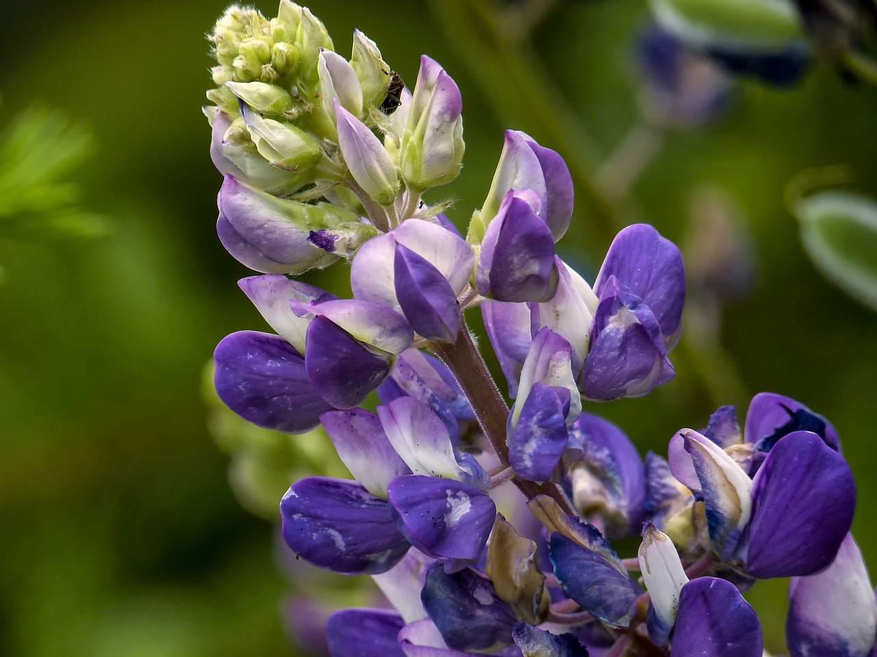 garden lupine blue pink free photo