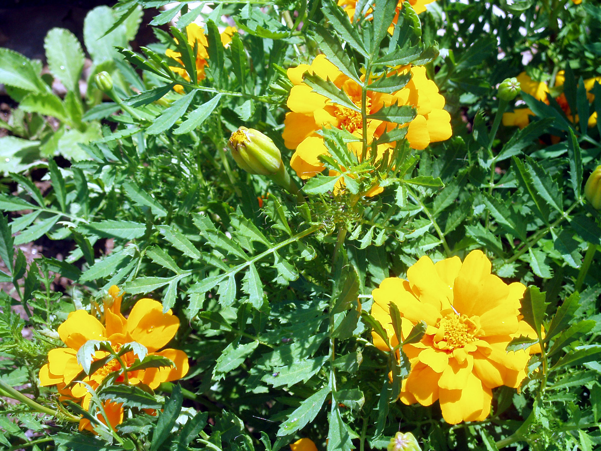 bright orange marigolds free photo