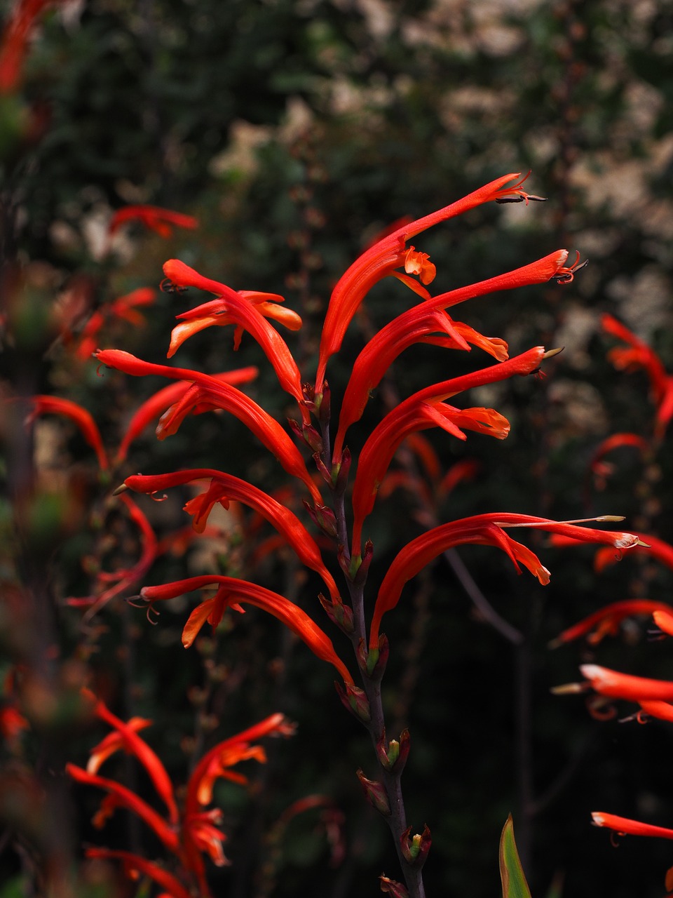 garden montbretia inflorescence flower free photo