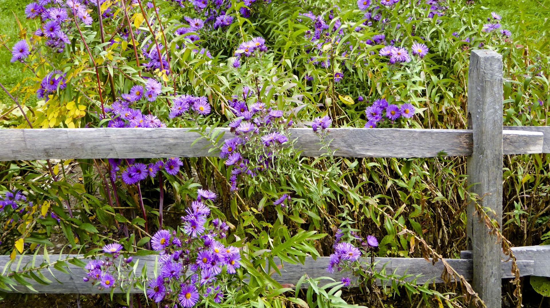 aster flower purple free photo