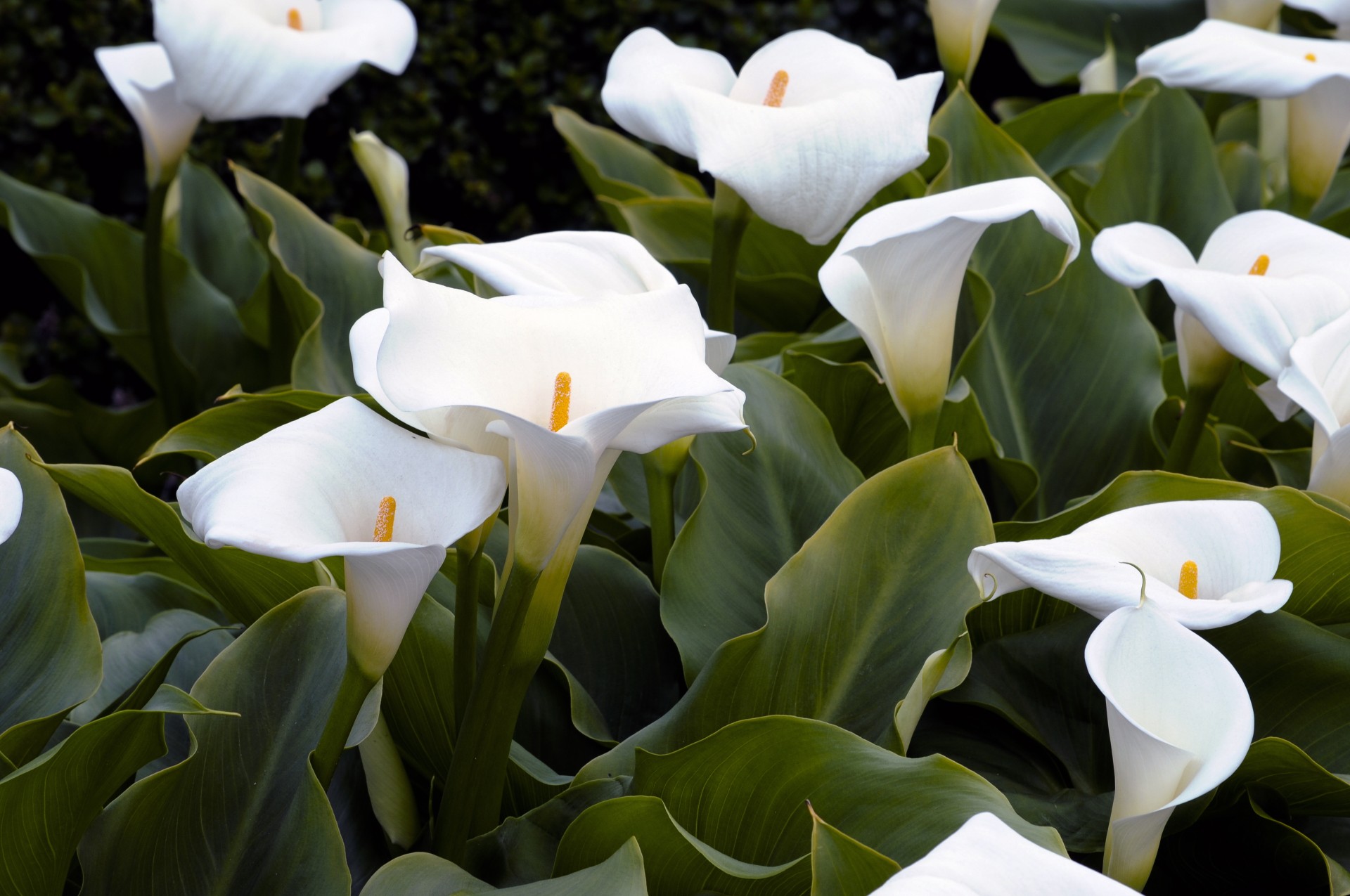 lily lilies white free photo