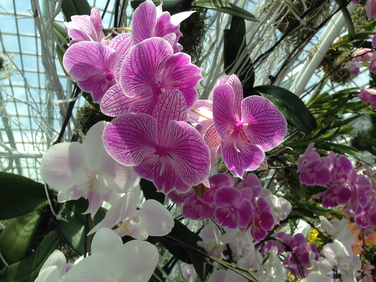 gardens by the bay orchid purple free photo