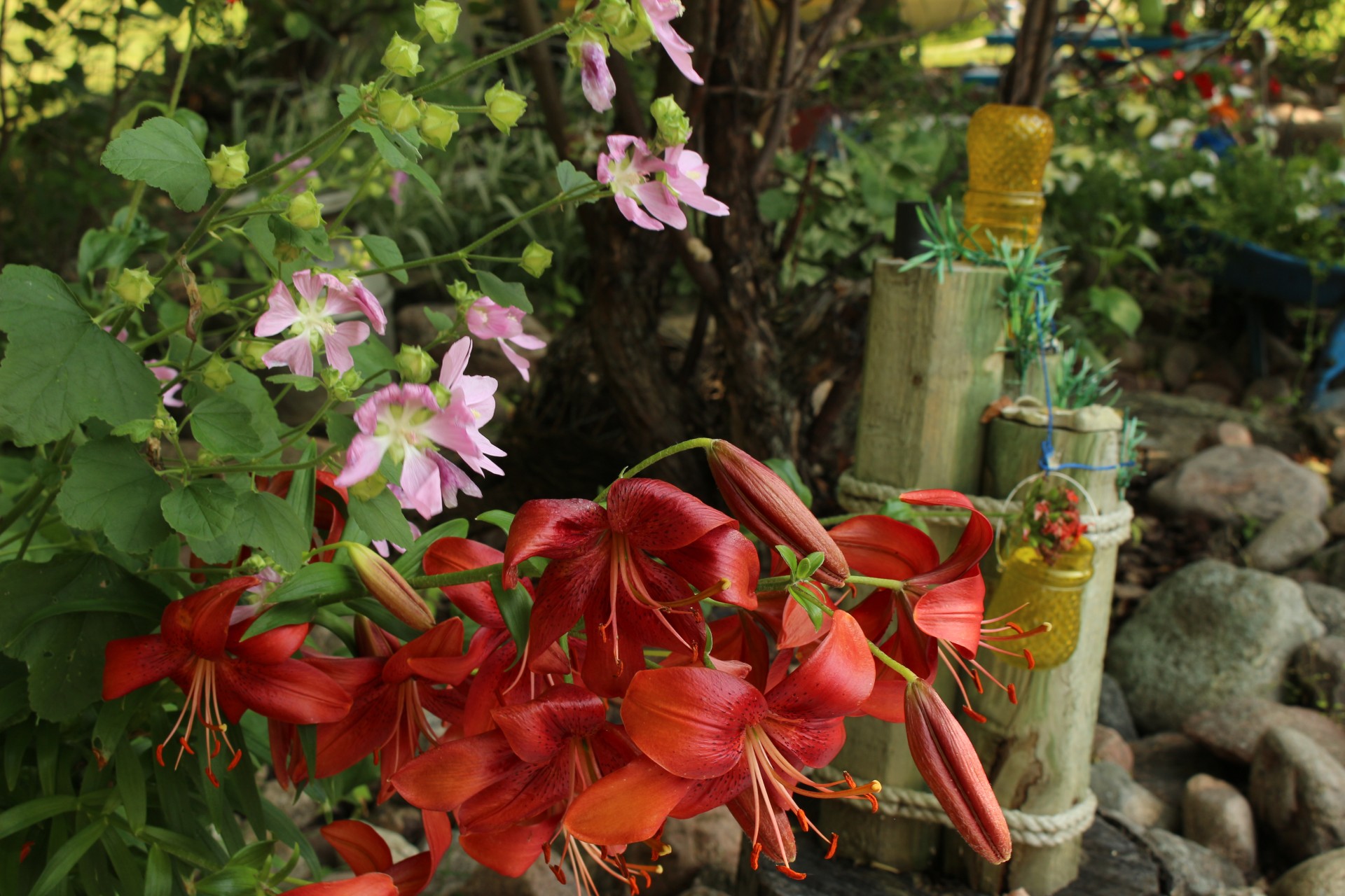 garden ornaments lily free photo