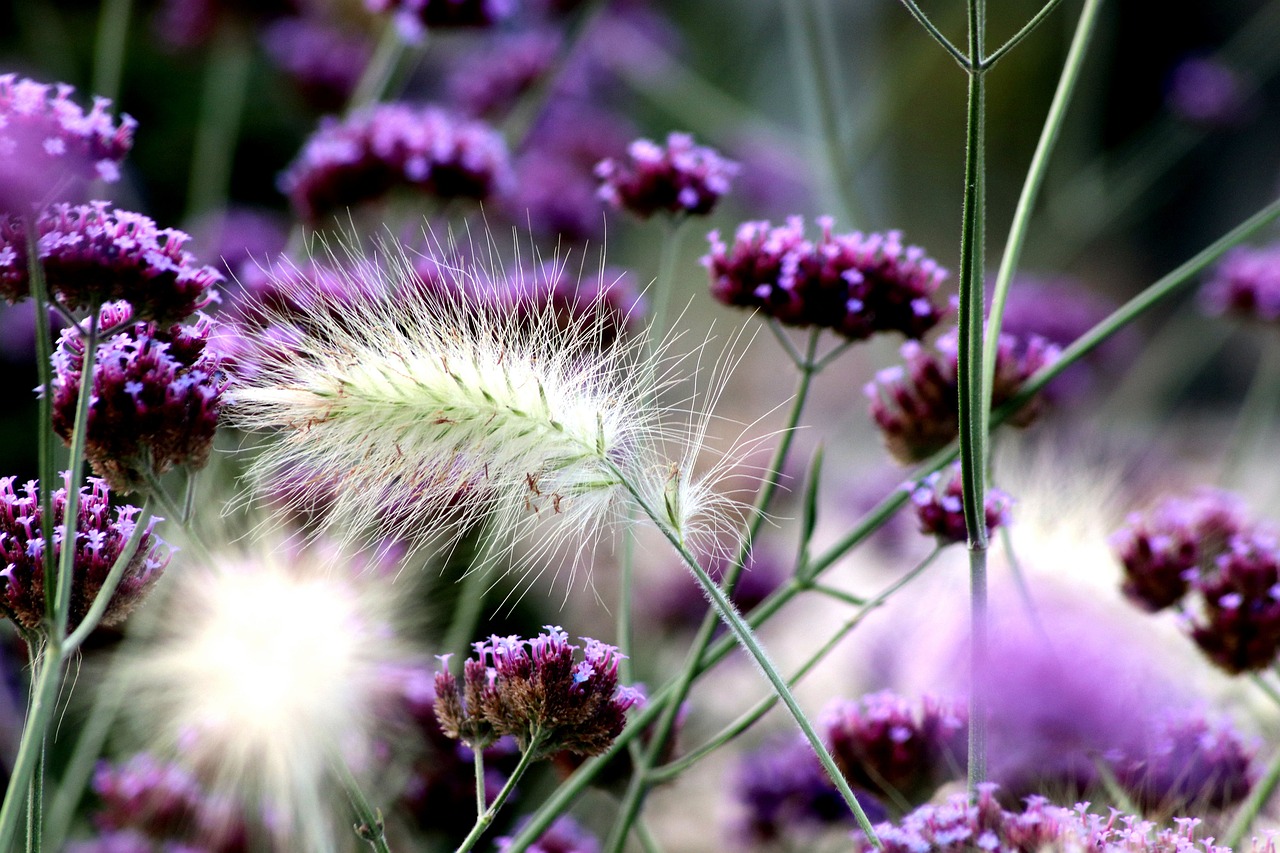 garden park  flower  plant free photo