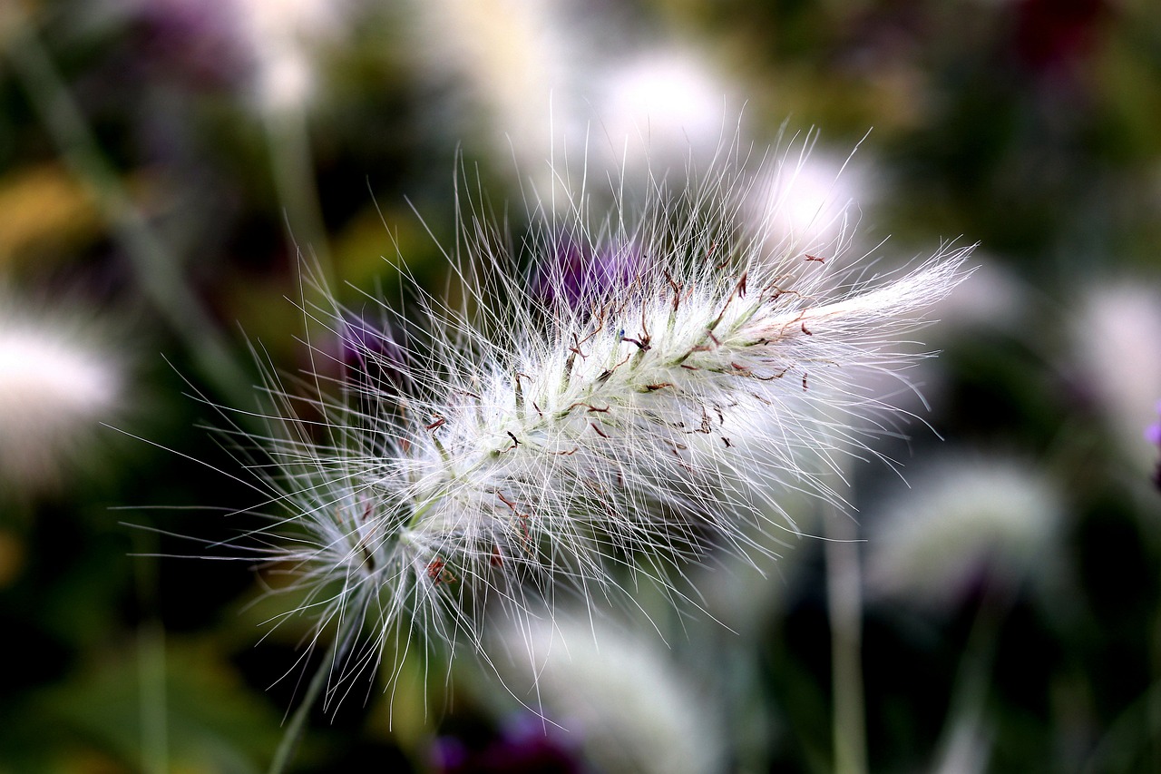 garden park  flower  plant free photo