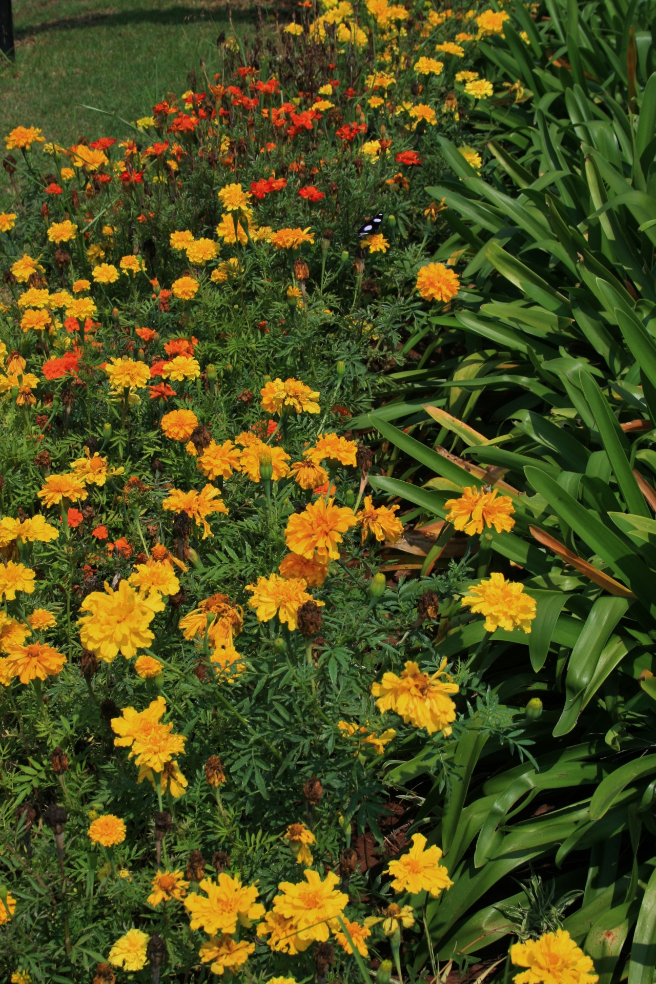 garden flowers yellow free photo