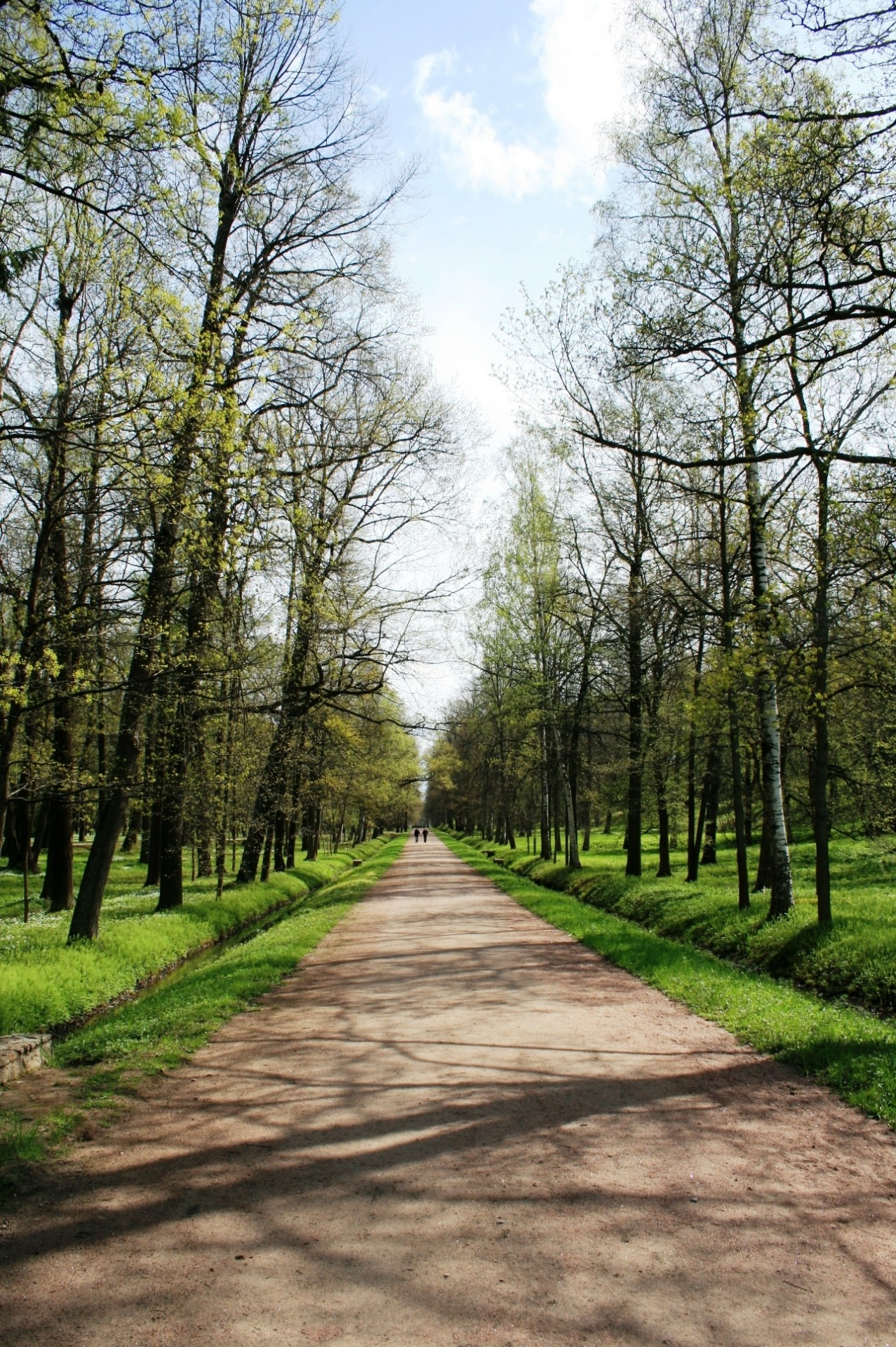 path pedestrian trees free photo