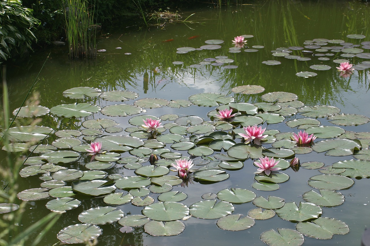 garden pond  water lilies  aquatic plant free photo