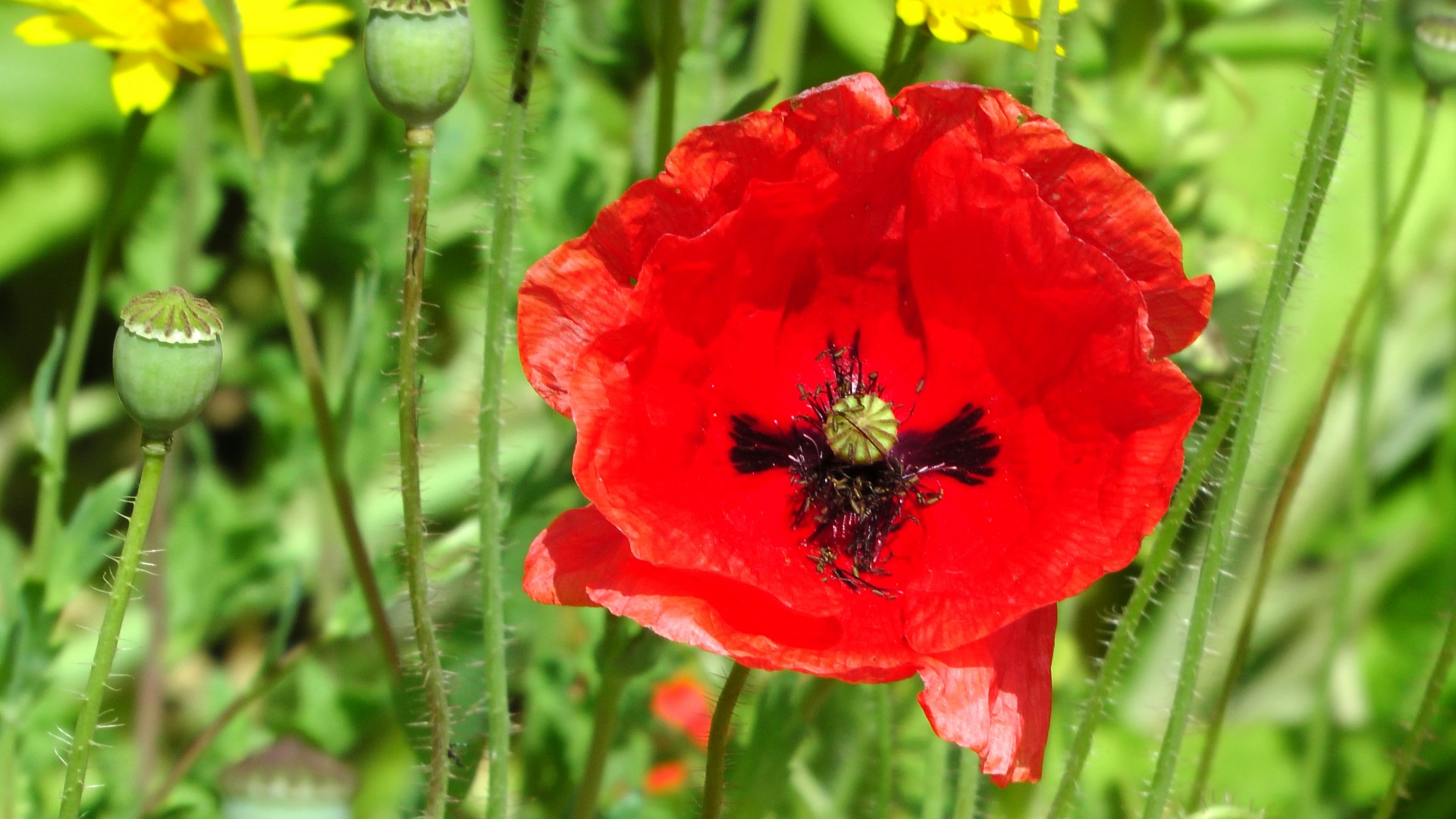 floral flower pattern flower garden poppy free photo