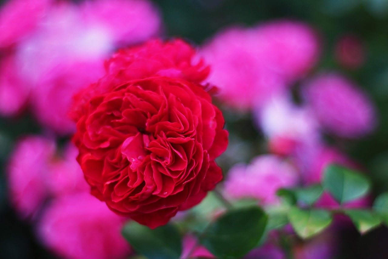 garden rose  red rose  contrasts free photo