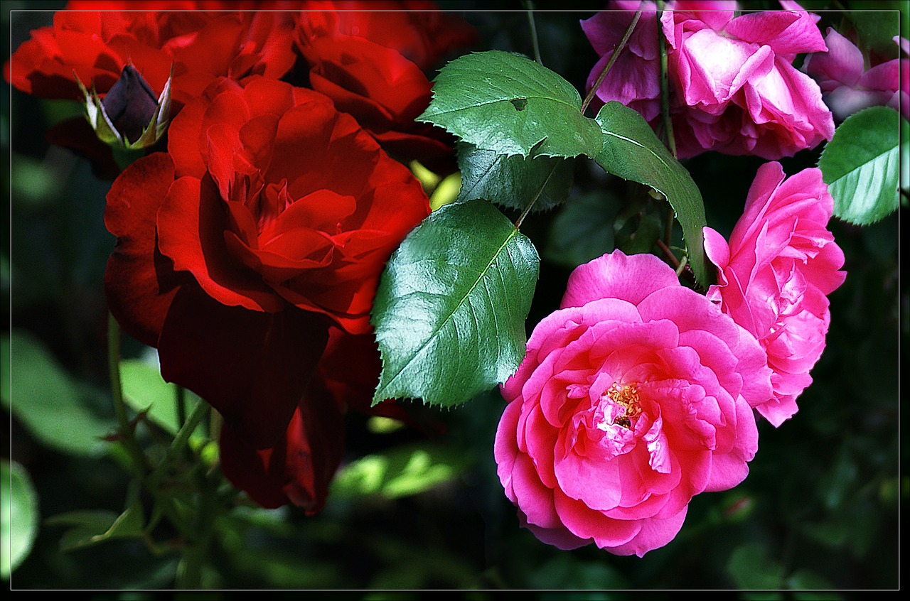 garden roses nature flowers free photo