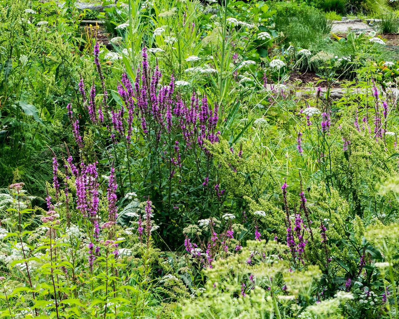 garden sage  plant  flowers free photo