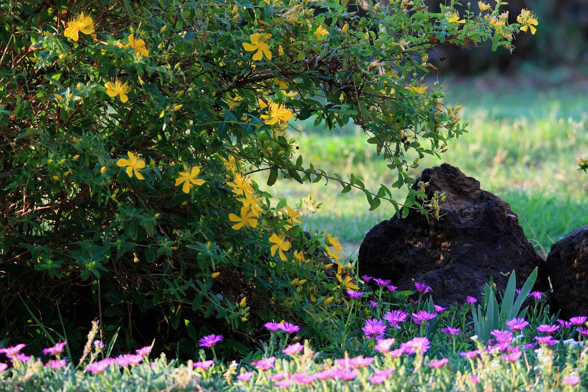 garden shrub flowers free photo