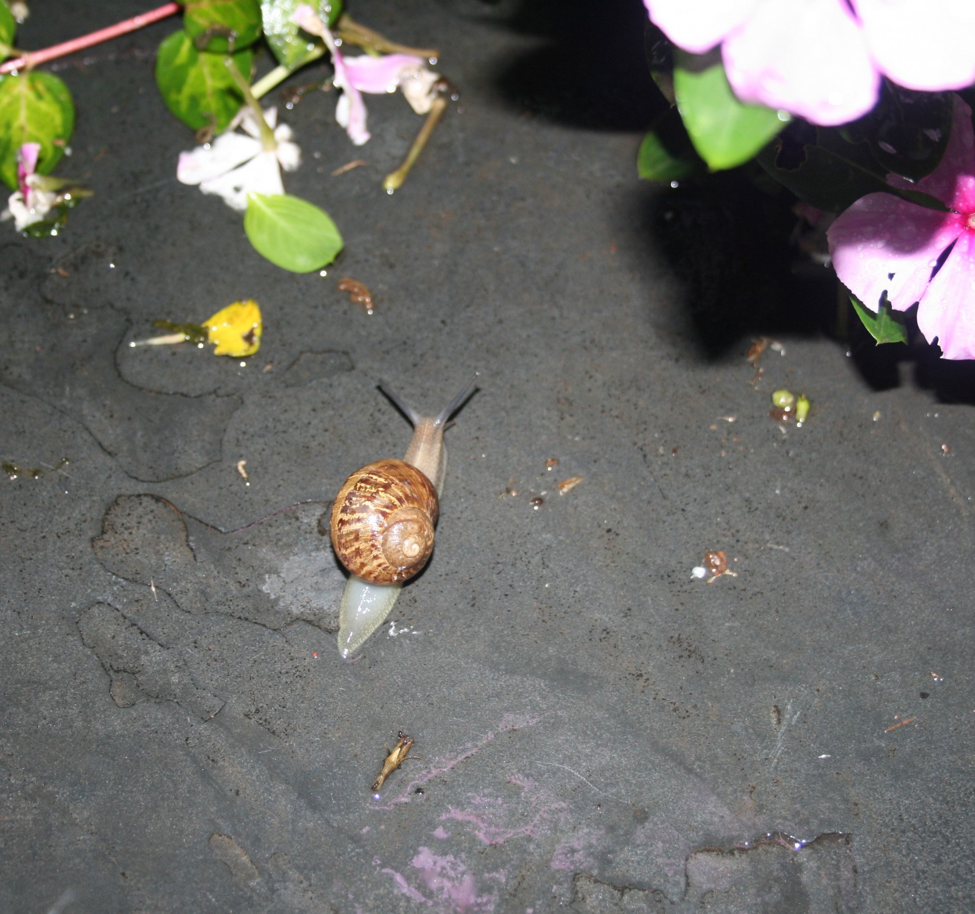 snail common garden free photo