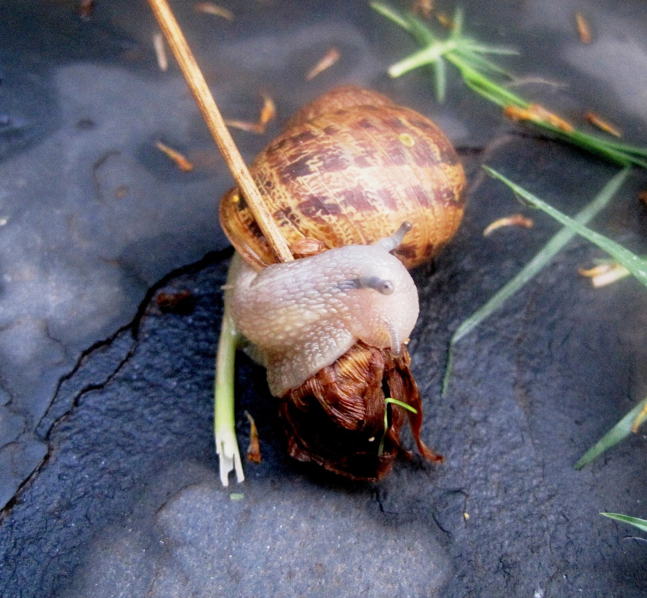 garden snail snail common free photo