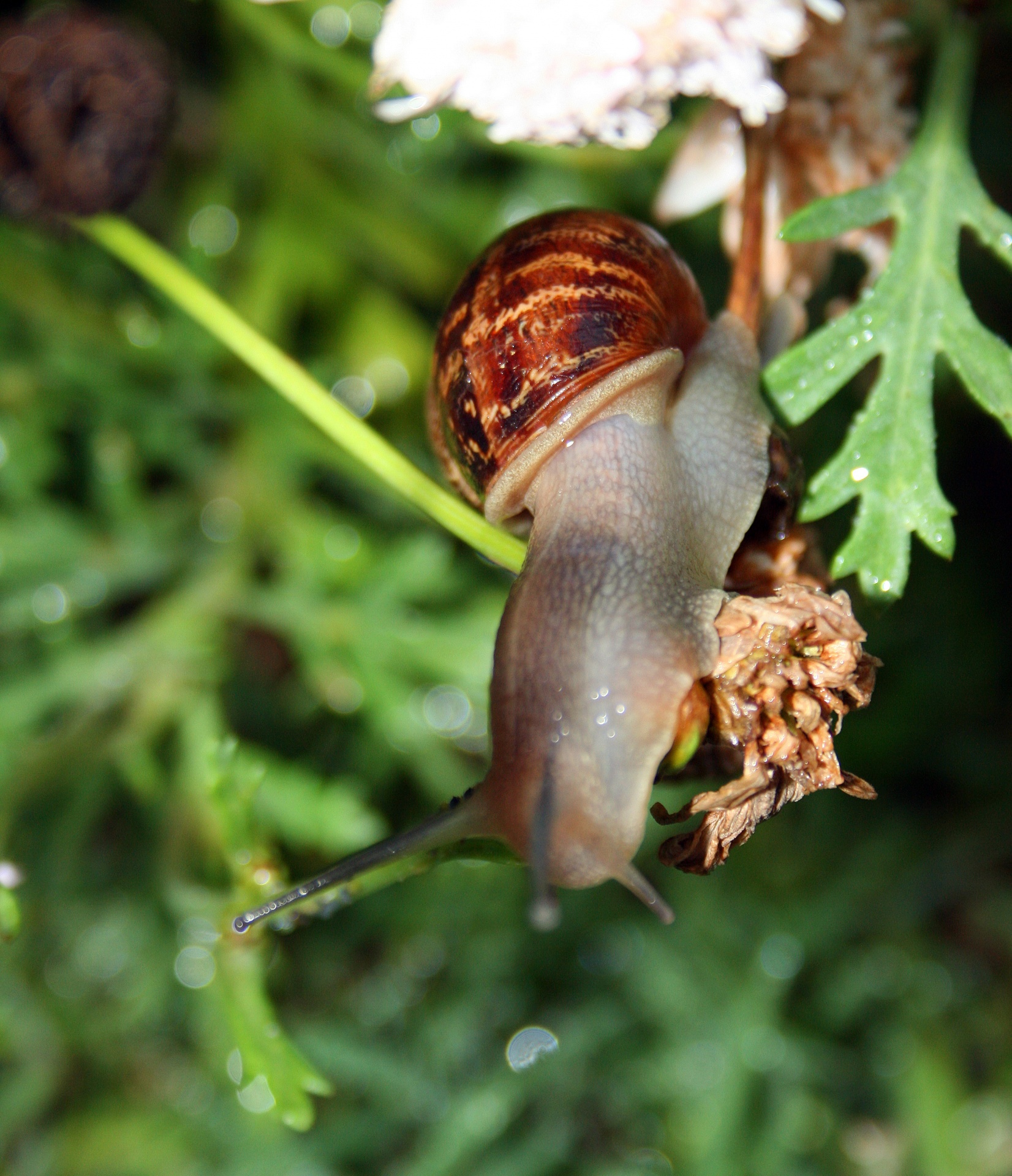 snail common garden shell free photo