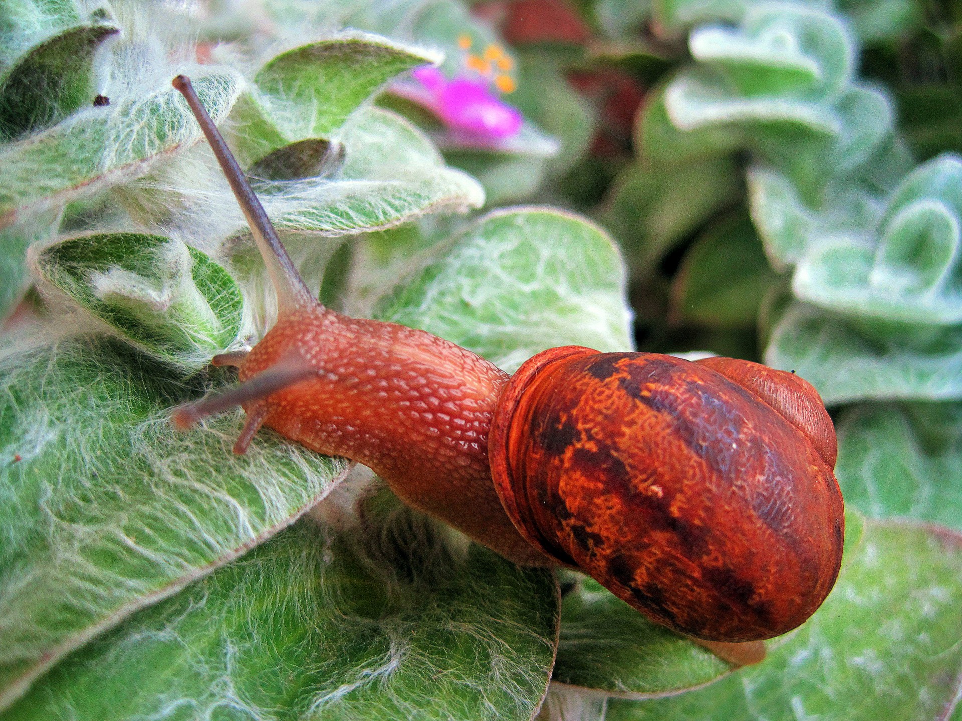 snail mollusc shell free photo